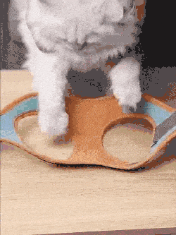 katzengeschirr (1)