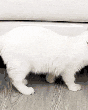 kratzfester möbelschutz für katzen