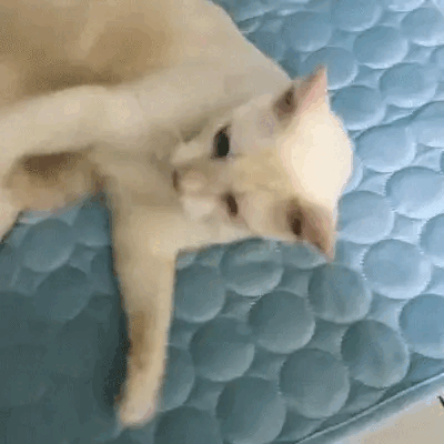 Kuehlmatte Katzen